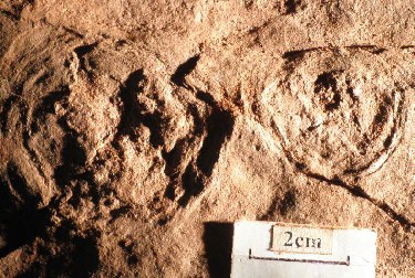 Disc-shaped fossil impression on red sandstone with a 2 cm scale bar.