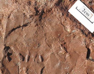 Slab of dark red sandstone with several small impressions and a 2 cm scale bar.